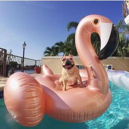 Giant Inflatable Flamingo Pool Float